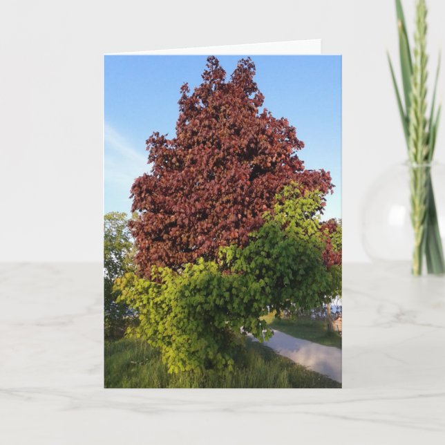 Tree With Two Different Colors Odd Nature Card (Front)