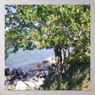 Tree with Water View Poster