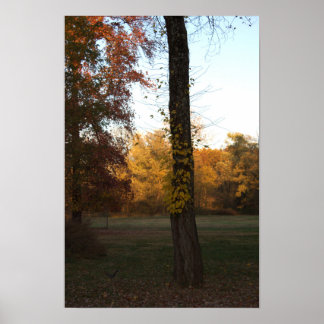 Tree with Yellow Leaves Poster