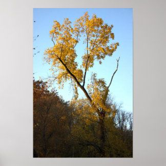 Tree with Yellow Leaves Poster