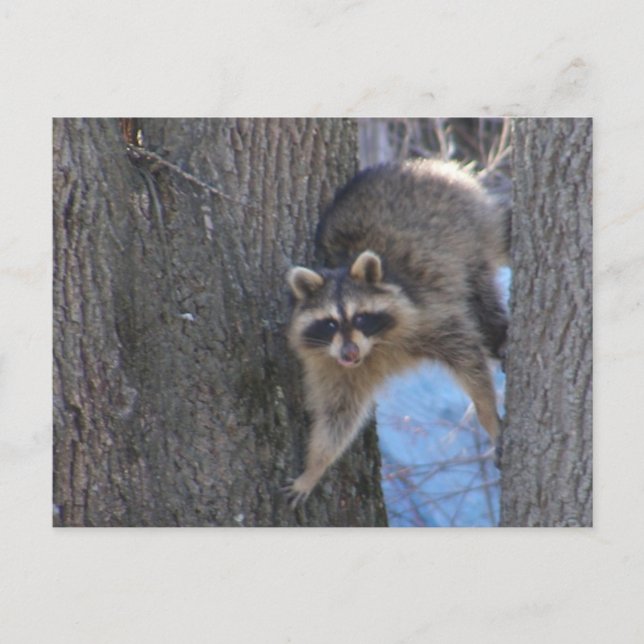 Treed Coon ~ postcard (Front)