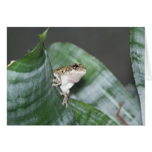 Treefrog Cards (Front Horizontal)