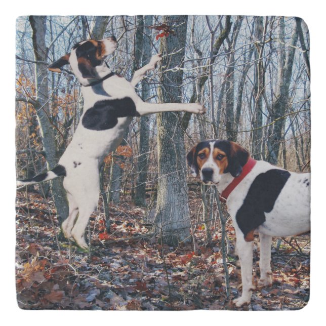Treeing Walker Coonhound In Woods Trivet (Front)