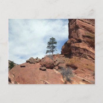 Treeinrock Postcard by rdwnggrl at Zazzle
