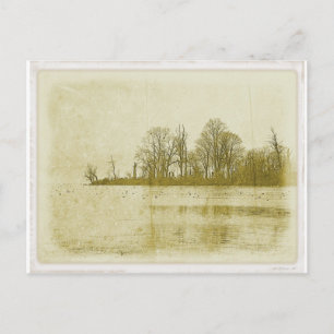 Treeline Postcard