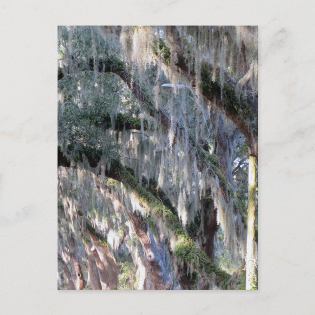 TreeLined Postcard (Front)