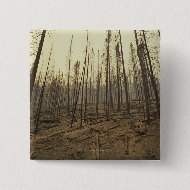 Trees after forest fire button (Front)