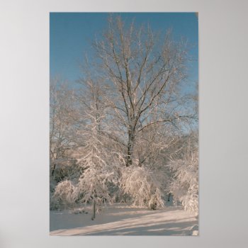 Trees After The Snow Poster by Captain_Panama at Zazzle