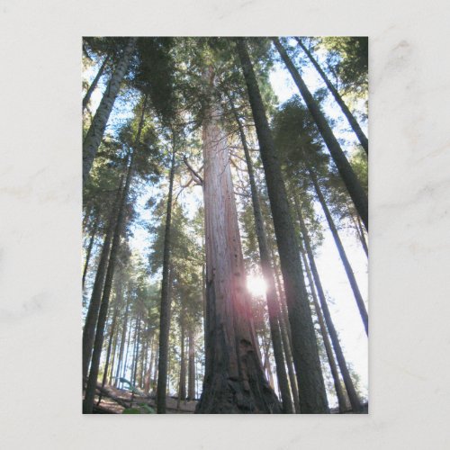 Trees against Sky Sequoia National Park Postcard