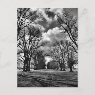 Trees and Clouds Postcard
