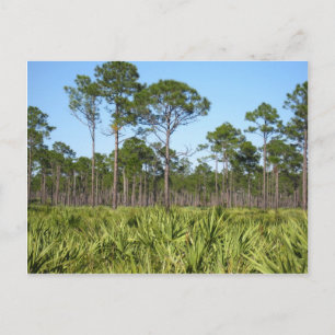 Trees and Saw Palmettos Postcard
