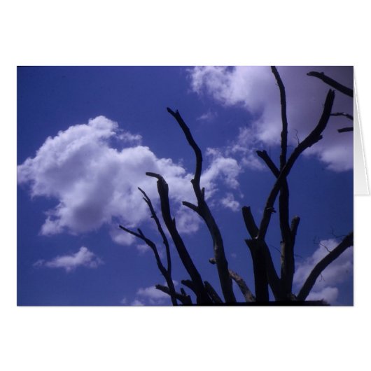 Trees and sky cards (Front Horizontal)