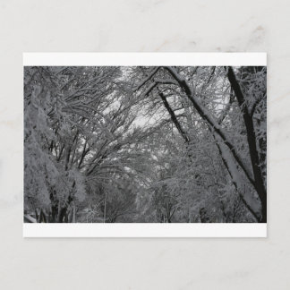"trees and snow" by Coressel Productions Postcard