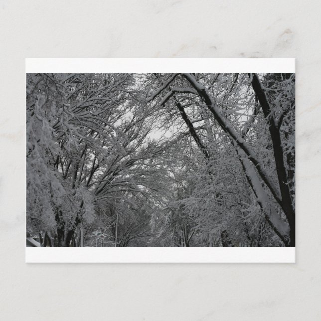 "trees and snow" by Coressel Productions Postcard (Front)