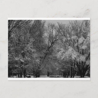 "trees and snow" by Coressel Productions Postcard