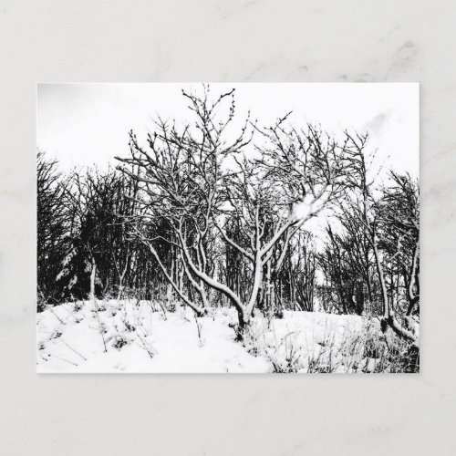 Trees and Snow Scene Black and White Postcard