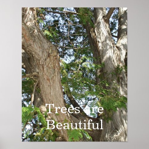 Trees are Beautiful_ Cedar Tree  Poster