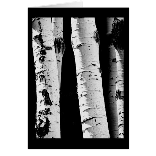 Trees Aspen Black and White Blank Greeting Card