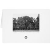 Trees at Bute Park, Cardiff - BW Cards (Back Horizontal)
