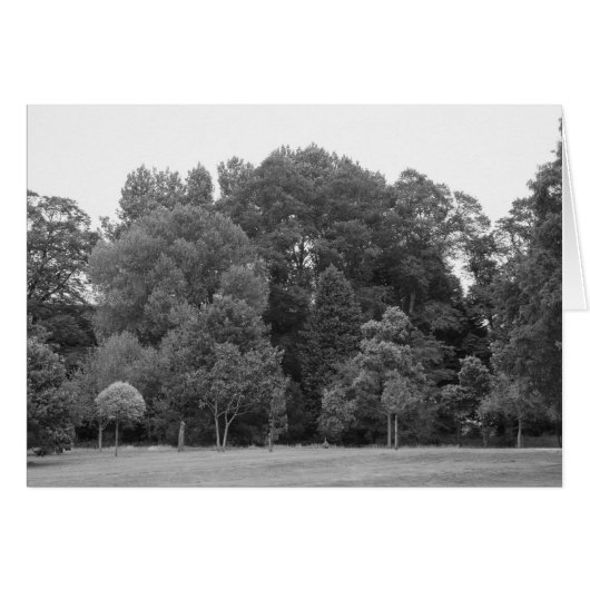 Trees at Bute Park, Cardiff - BW Cards (Front Horizontal)