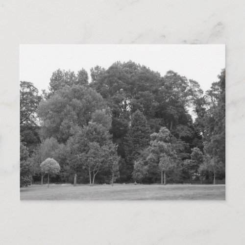 Trees at Bute Park Cardiff _ BW Postcard
