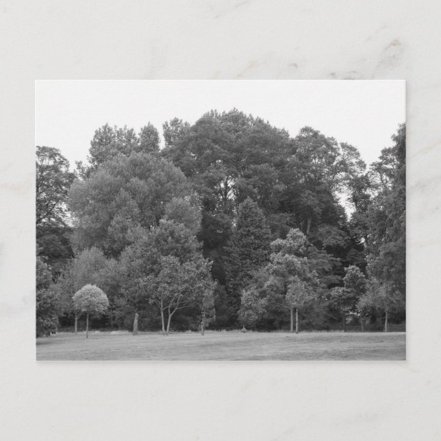 Trees at Bute Park, Cardiff - BW Postcard (Front)