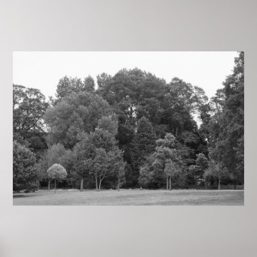 Trees at Bute Park Cardiff _ BW Poster