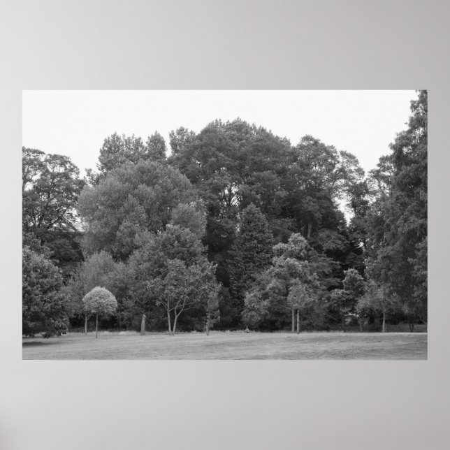 Trees at Bute Park, Cardiff - BW Poster (Front)