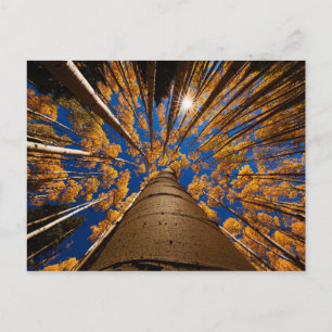 Trees at Flagstaff, Arizona (San Francisco Peaks) Postcard