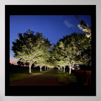 Trees at Night Photo Poster