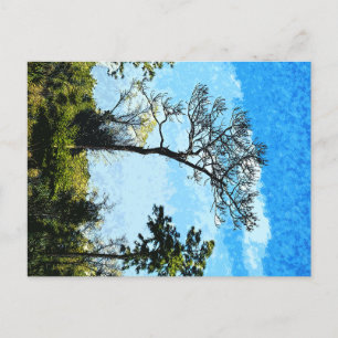 Trees At The Julington-Durbin Preserve Florida Holiday Postcard