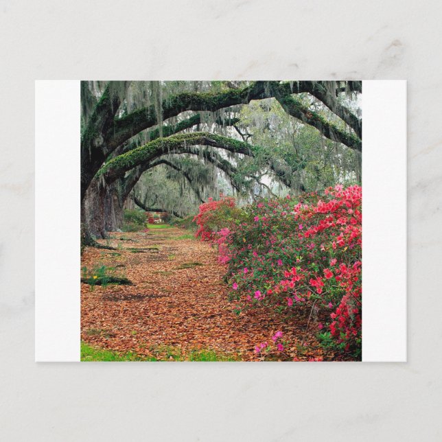 Trees Azaleas Oaks Magnolia Charleston Postcard (Front)