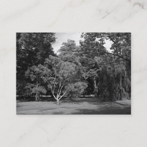 Trees Bute Park Cardiff BW Business Card