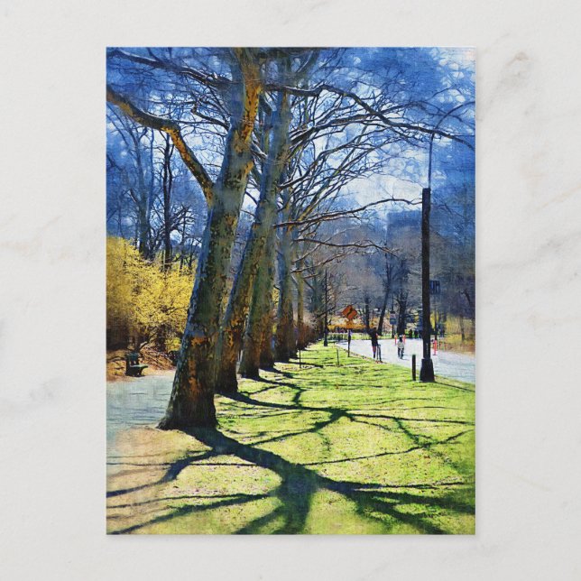 Trees Central Park NY Postcard (Front)