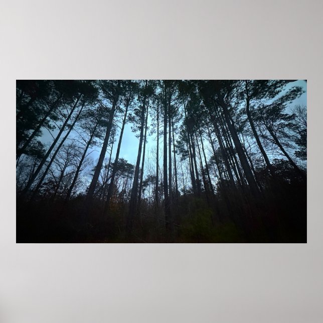 Trees & Fog,  Poster (Front)