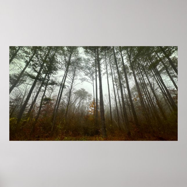 Trees & Fog,  Poster (Front)