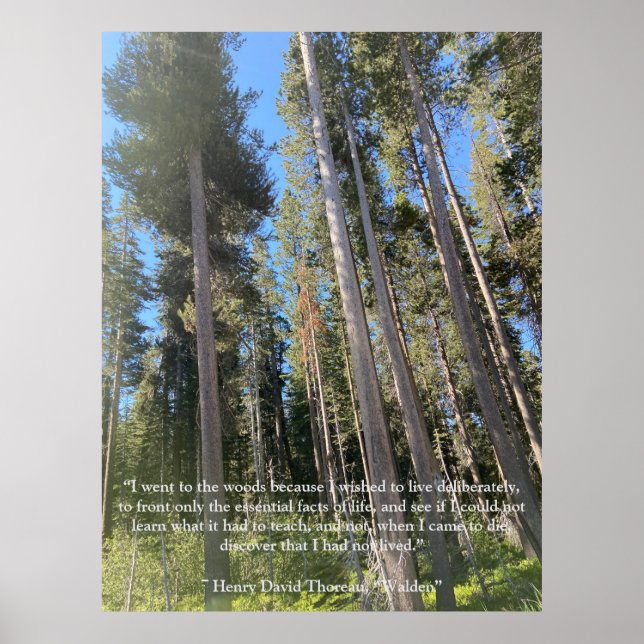 Trees Forest Woods Thoreau Inspirational Poster (Front)