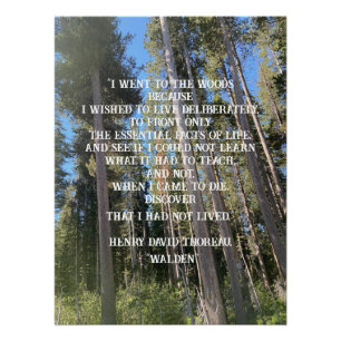 Trees Forest Woods Thoreau Poster