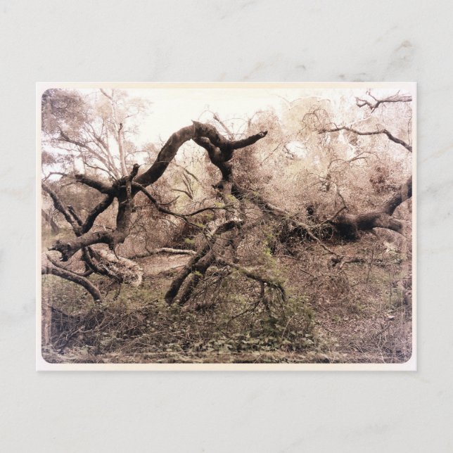 "Trees" Gilroy, CA Postcard (Front)