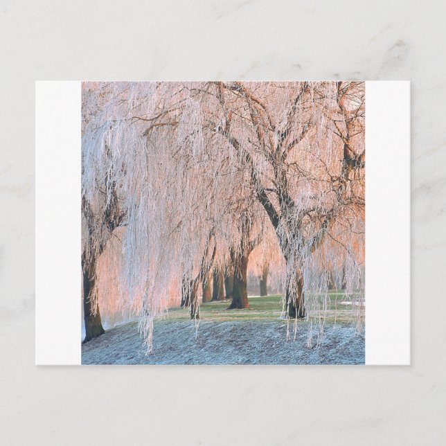 Trees Ice Covered Willow Postcard (Front)