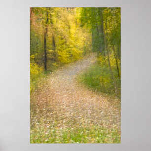 Trees in Autumn Colors and Leaf-Covered Pathway Poster