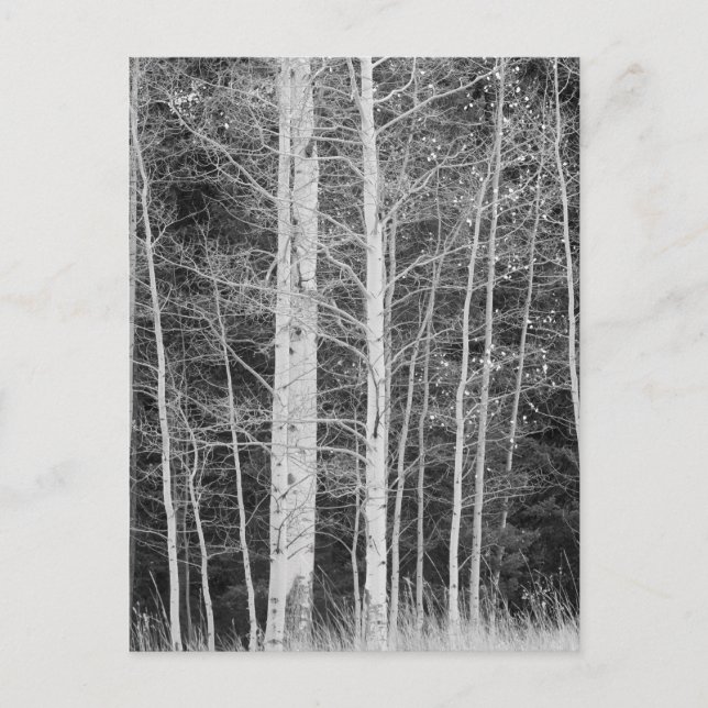 Trees in forest during winter postcard (Front)