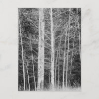 Trees in forest during winter