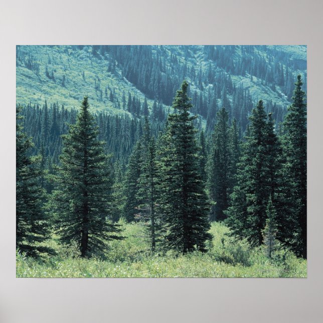 Trees in Glacier National Park , Montana Poster (Front)