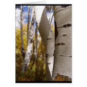 trees in jackson hole (Front)