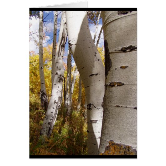 trees in jackson hole (Front)