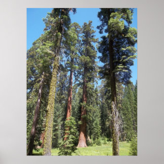 Trees In Mariposa Grove Poster