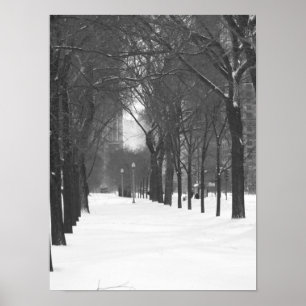 Trees in Snow Poster