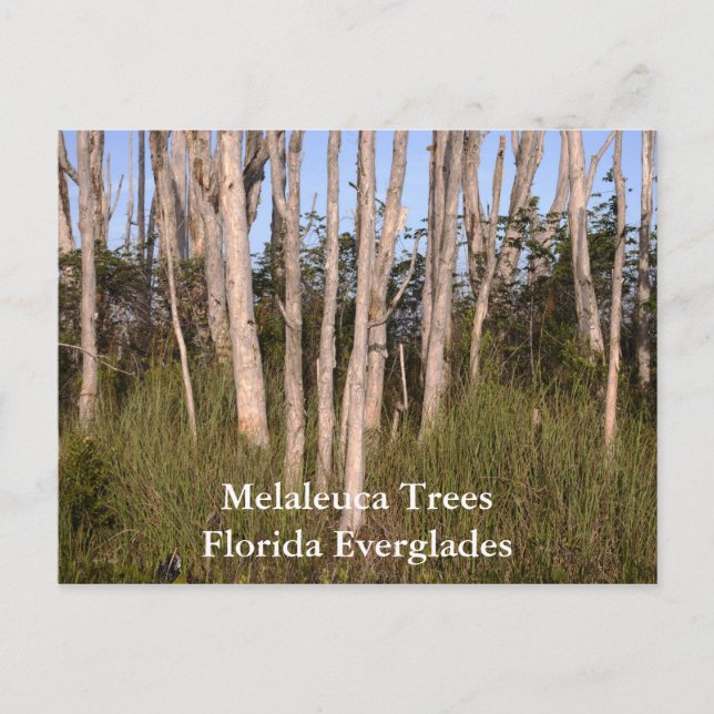 Trees in the Everglades, Melaleuca TreesFlorida... Postcard (Front)