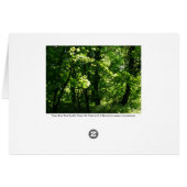 Trees in the Spring. Bute Park, Cardiff. Wales (Back Horizontal)